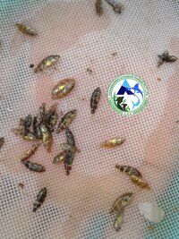 Sea Bass Fish Seed