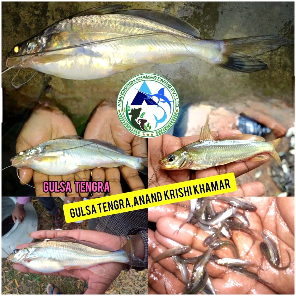 Gulsha Tengra Fish Seeds