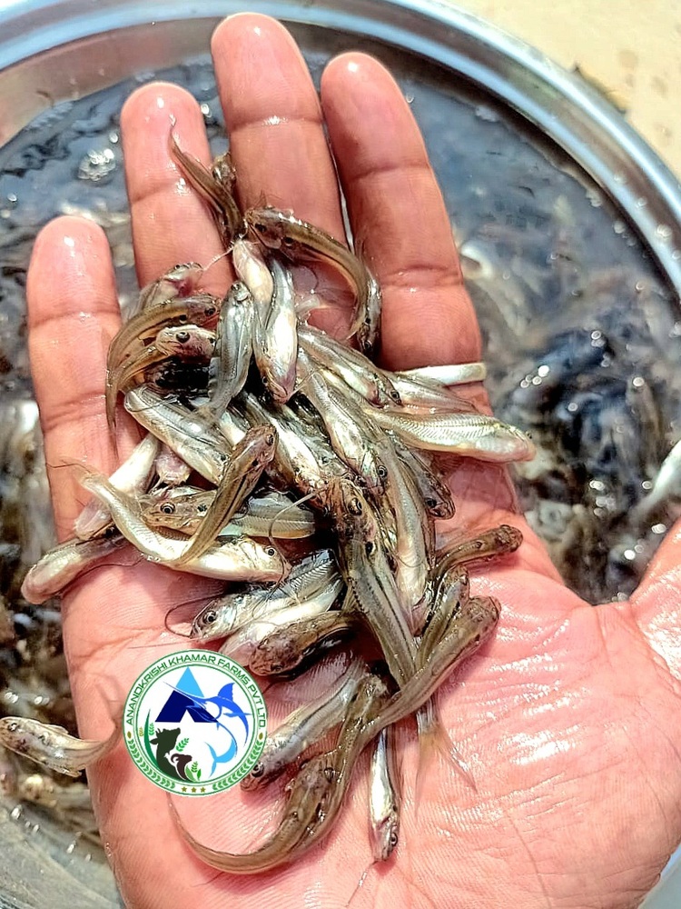 Gulsha Tengra Fish Seeds