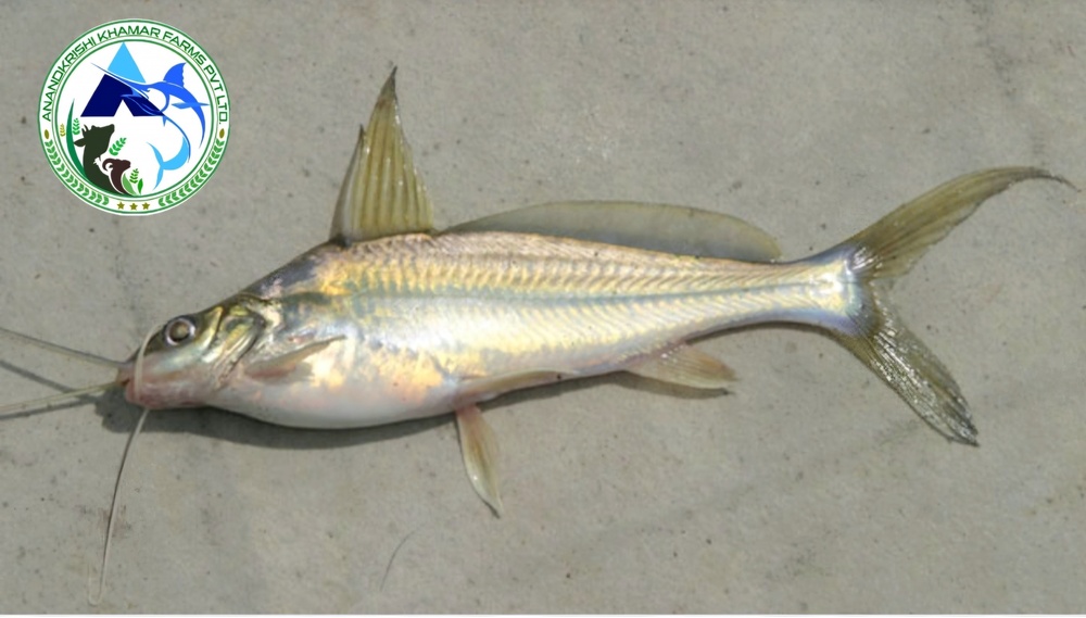 Gulsha Tengra Fish Seeds
