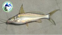 Gulsha Tengra Fish Seeds