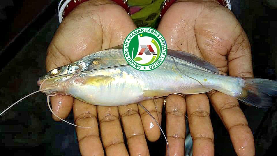 Gulsha Tengra Fish Seeds