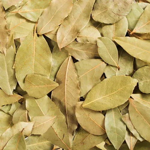 Bay Leaves - Color: Green