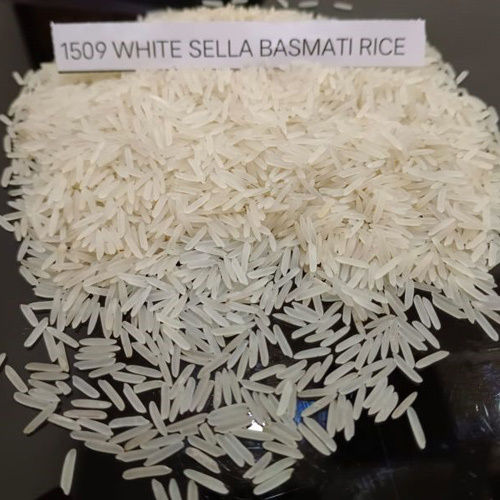 1509 White Seela Basmati Rice - Cultivation Type: Common