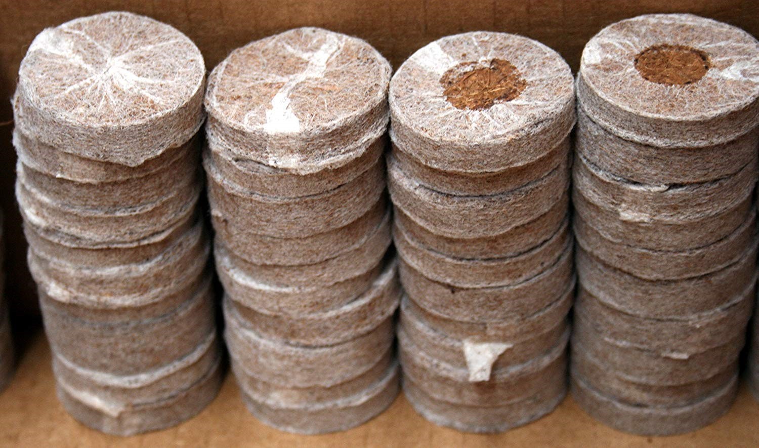 Coco Coins