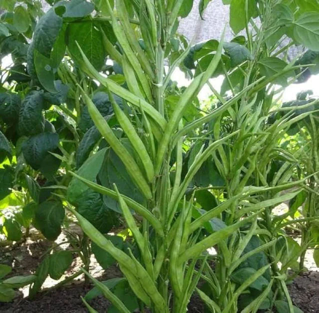 Fresh Cluster Beans 