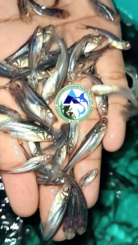 Pangasius Fish Seed