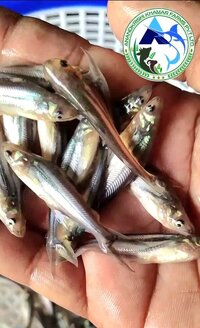 Pangasius Fish Seed