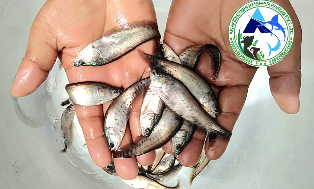Chital Fish Seed