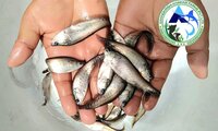 Chital Fish Seed