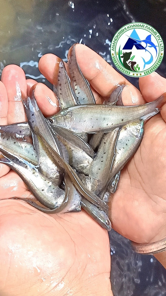 Chital Fish Seed