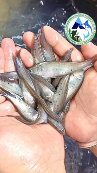 Chital Fish Seed