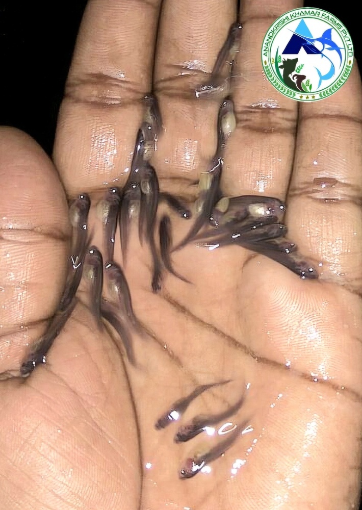 Chital Fish Seed