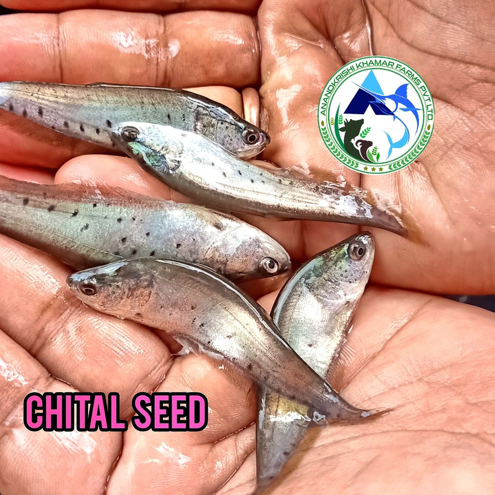 Chital Fish Seed