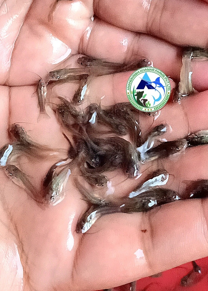 Mystus Gulio Fish Seeds (Nona Tengra) - Fish Seed, 0.75-1 Inch, Whitish Black Color | Fast Growth Rate, Ideal For Aquaculture And Local Fisheries