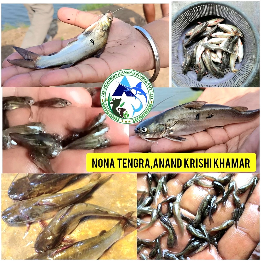 Mystus Gulio Fish Seeds (Nona Tengra )