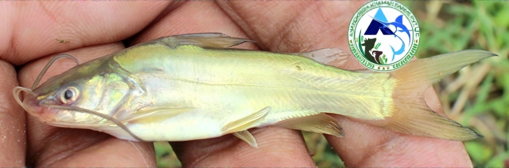 Mystus Gulio Fish Seeds (Nona Tengra )