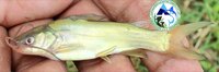 Mystus Gulio Fish Seeds (Nona Tengra )