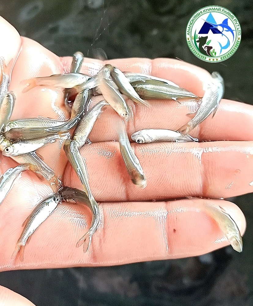 Grass Carp Fish Seed - Color: Blackish White