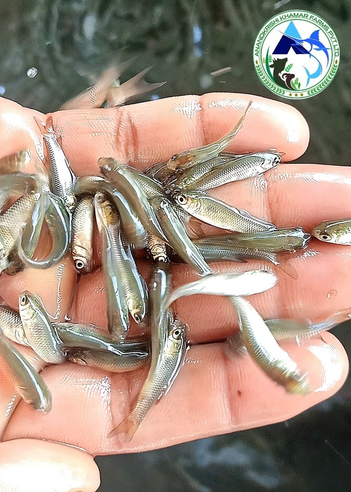 Grass Carp Fish Seed - Color: Blackish White