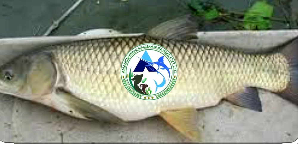 Grass Carp Fish Seed - Color: Blackish White