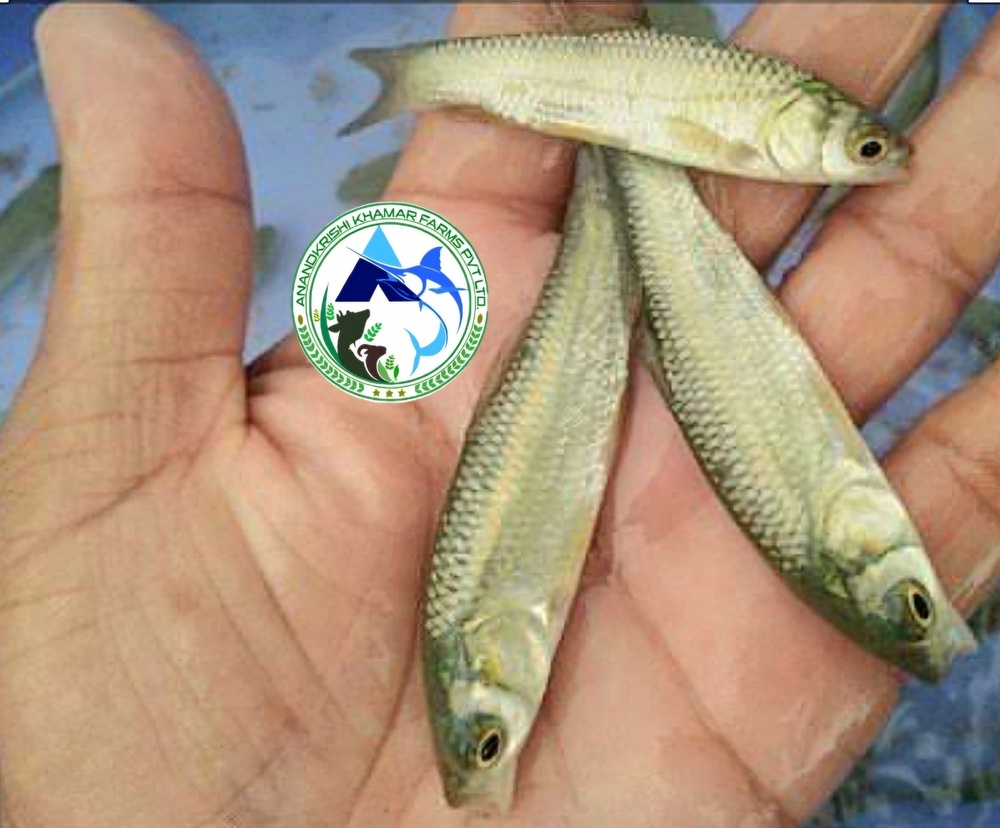Grass Carp Fish Seed - Color: Blackish White