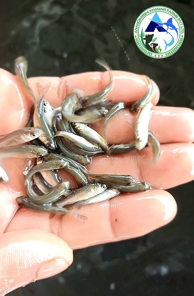 Grass Carp Fish Seed - Color: Blackish White