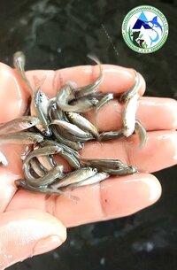 Grass Carp Fish Seed