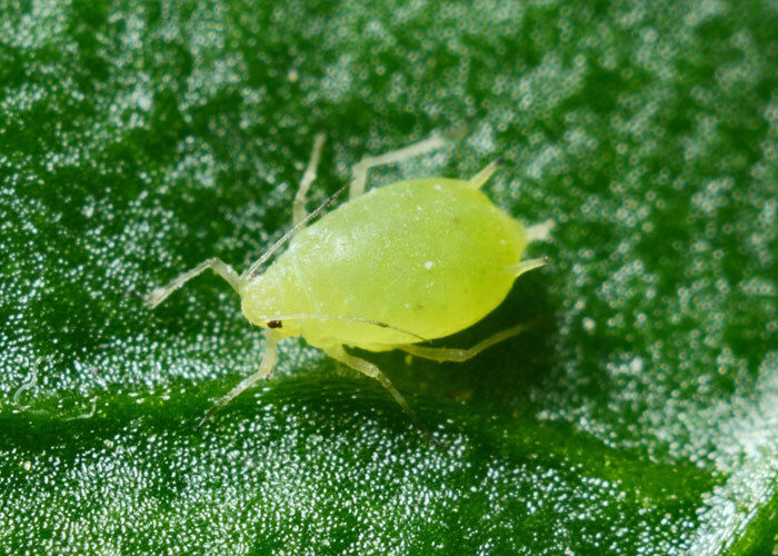 Thrips Red Mites Controller Biopesticides