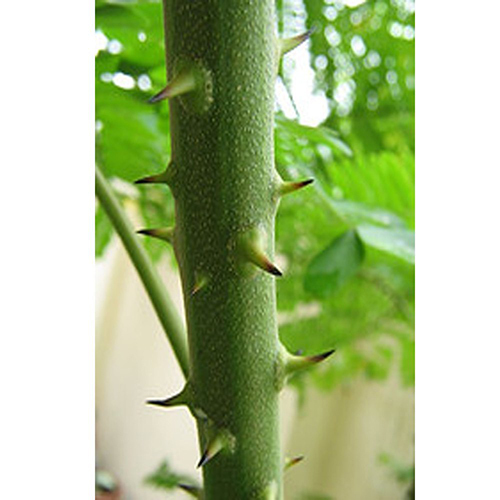 Padamchal Herb
