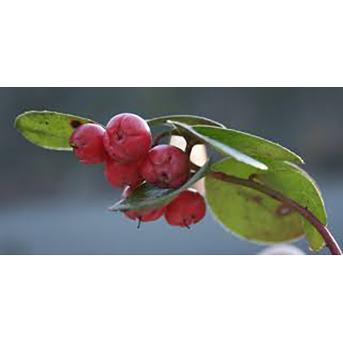 Wintergreen Oil