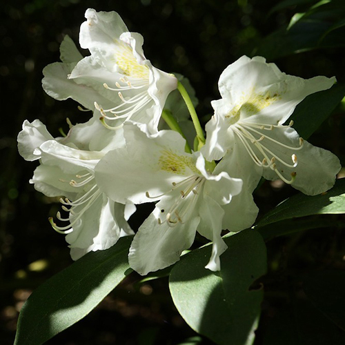 Rhododendron Oil