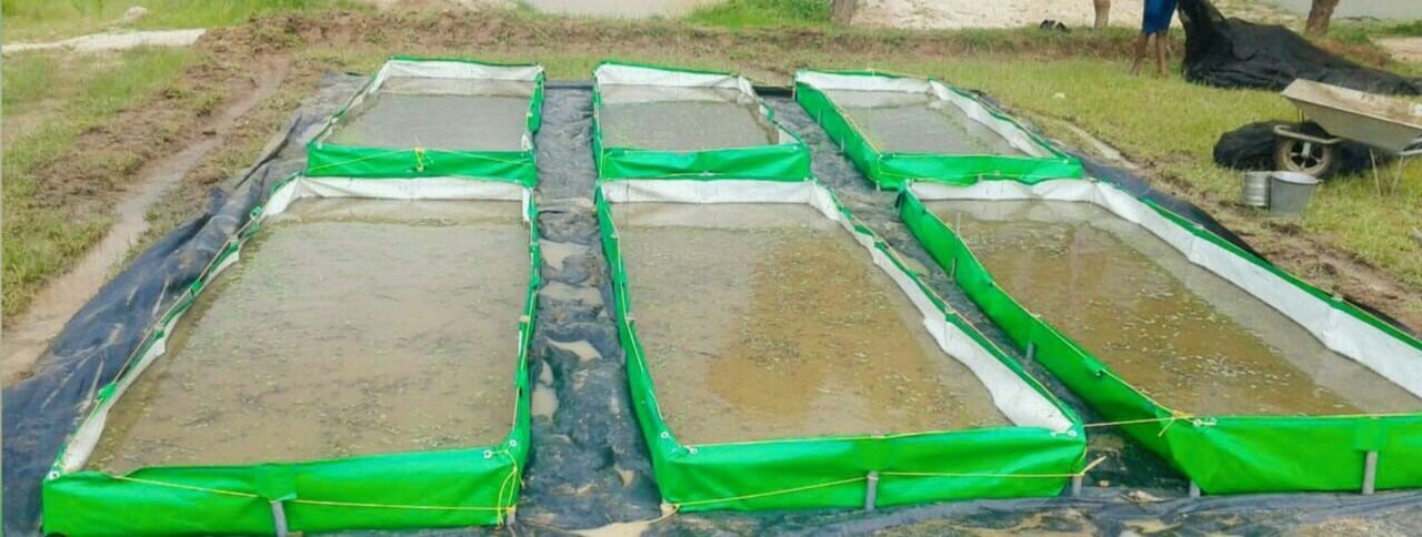 Azola Bed