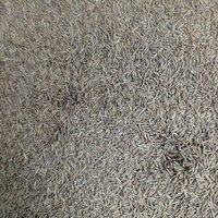Cumin Seed
