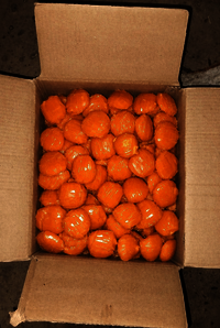 High Quality Jaggery - Fineness (%): Na