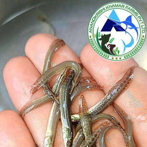 Baim Fish Seed
