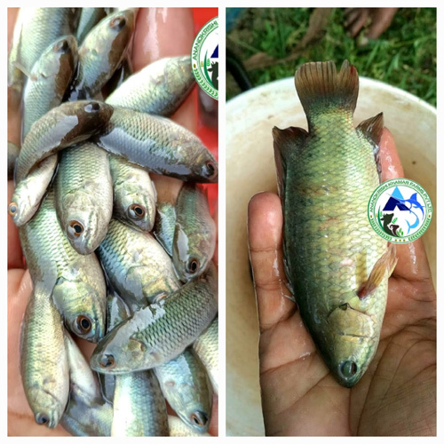 Kawai Fish Seed