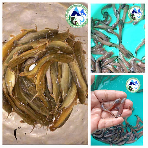 Desi Magur Fish Seed - Color: Brown