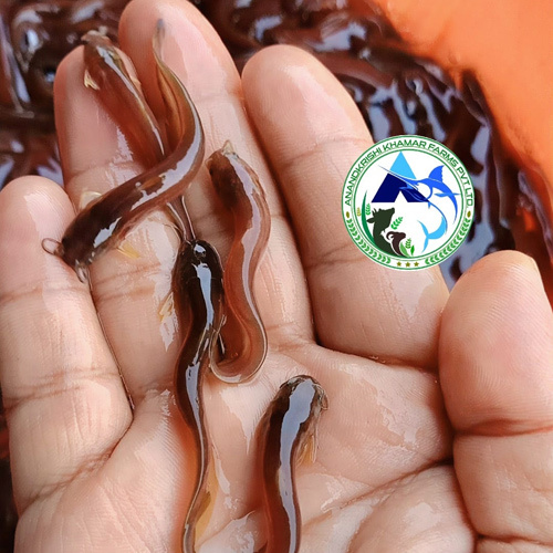 Singi Fish Seed