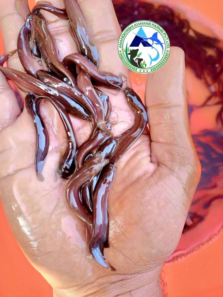 Singi Fish Seed - Color: Brown