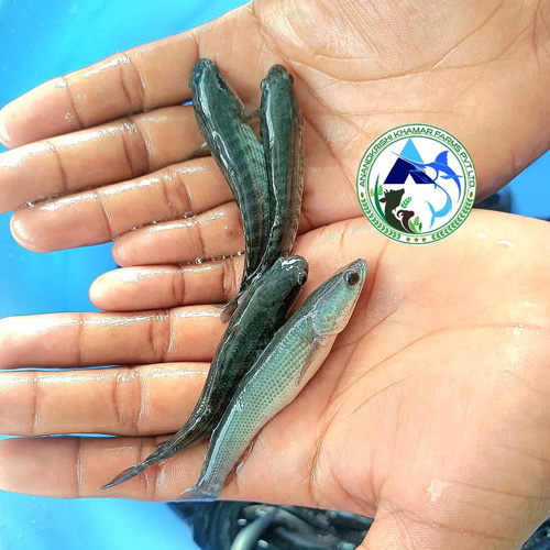 Murrel Fish Seed -Feed Converted