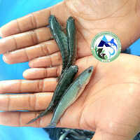 Murrel Fish Seed -feed Converted - Color: Silver