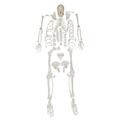 Xc-130 Disarticulated Skeleton - Color: White