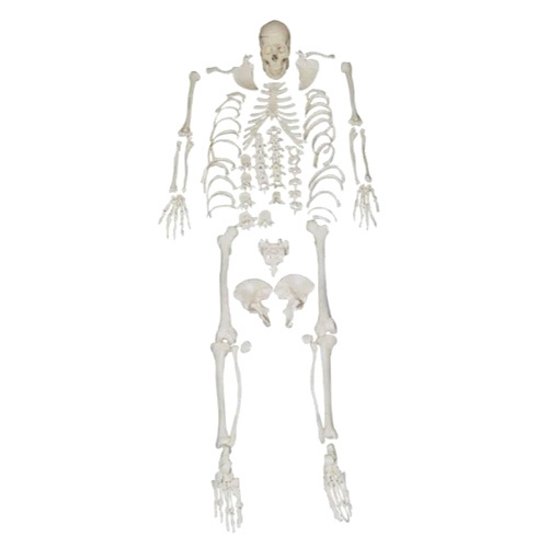 अवयव विहीन कंकाल