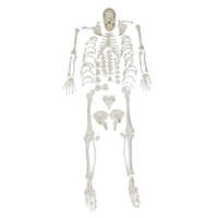 अवयव विहीन कंकाल