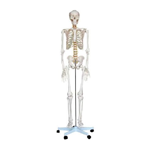 Xc-101 Articulated Skeleton - Color: White