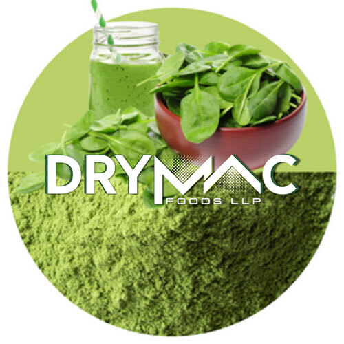 Spray Dried Spinach Powder - Shelf Life: 12 Months