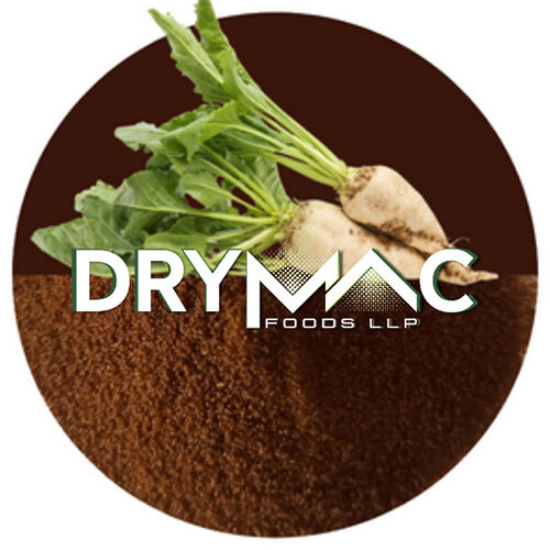 Spray Dried Chicory Powder - Purity: 100%