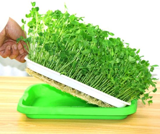 Microgreen Trays