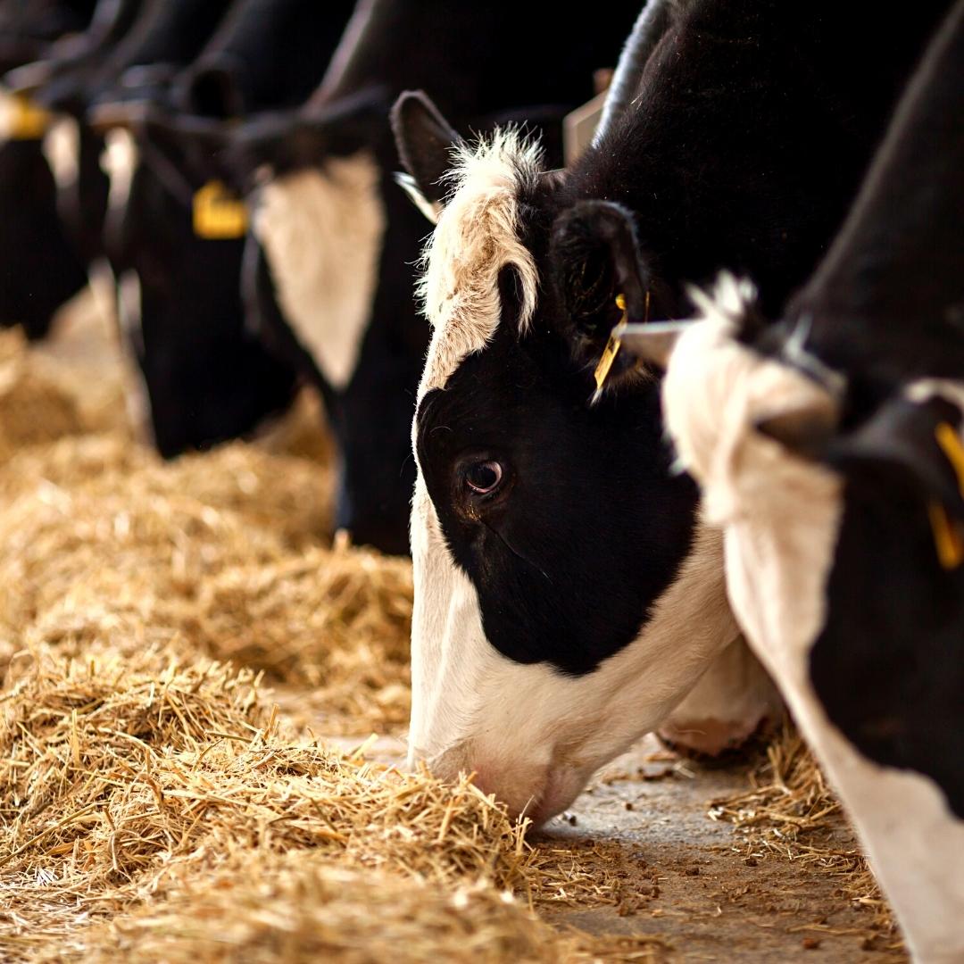 Calcite Powder For Cattle Feed